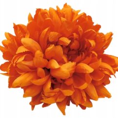 Kunstlill oranž vesiroos diameetriga 20cm.